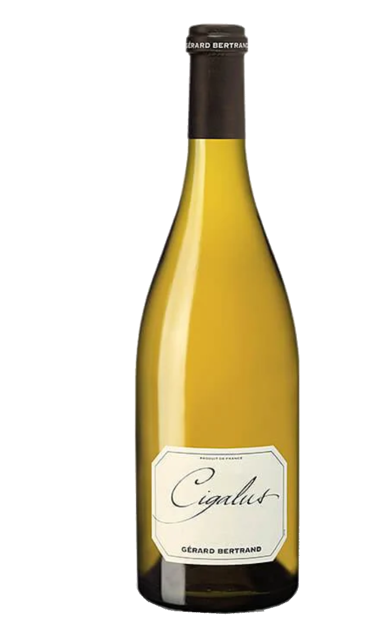 CIGALUS BLANC